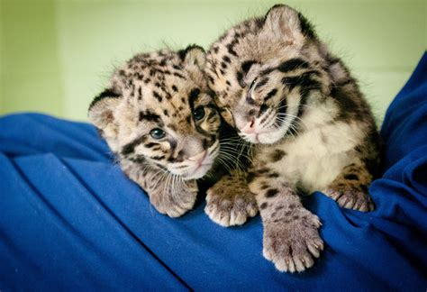 Pin On Clouded Leopards