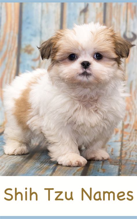 Learn more about babyface shih tzu in south carolina. Shih Tzu Names - Adorable To Awesome Ideas For Naming Your ...