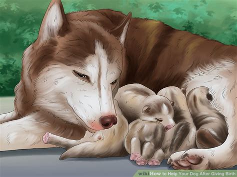 Linda simply clamp the cord between the puppy and mom with a hemostat or use dental floss tied very its time for my dog to give birth but i think she scared and she is always bleeding everyday is it a good. How to Help Your Dog After Giving Birth (with Pictures) - wikiHow