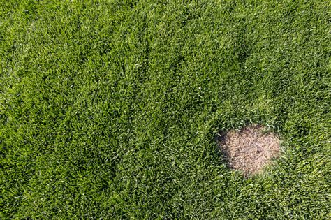 What Causes Brown Spots On The Grass And How Can You Get Rid Of Them