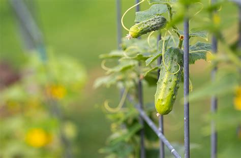 How Do I Grow Cucumbers Planting And Harvest Guide Joegardener®