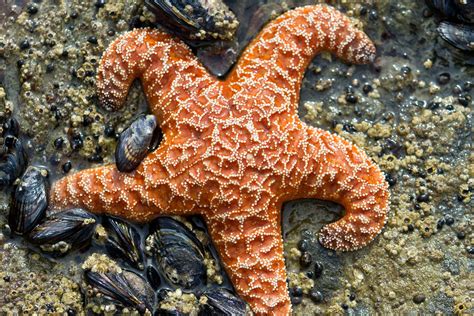 Ochre Sea Star Pisaster Ochraceus Ochre Sea Star Pisas Flickr