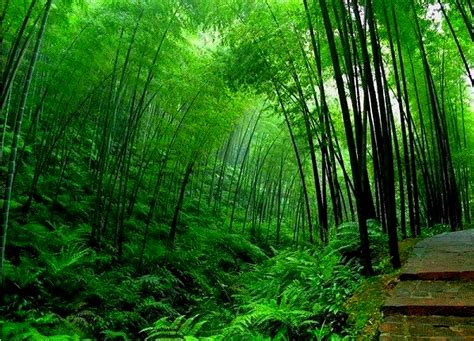 Bamboo Forest Wallpaper Wallpapersafari