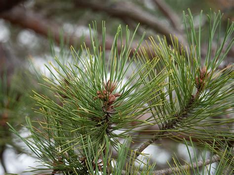 Pinus Resinosa Red Pine Description The Gymnosperm Database