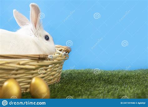 Easter Bunny Sits In A Basket With Golden Eggs White Cute Rabbit Copy