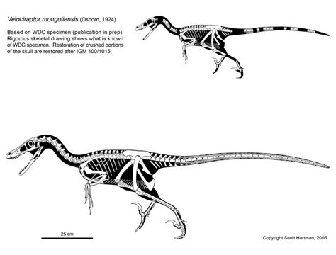 Velociraptor Paleontology Wiki Fandom Powered By Wikia