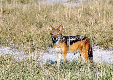 Schakal Foto And Bild Africa Southern Africa Namibia Bilder Auf