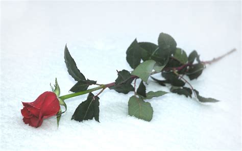 Red Rose In The Snow Hd Wallpaper