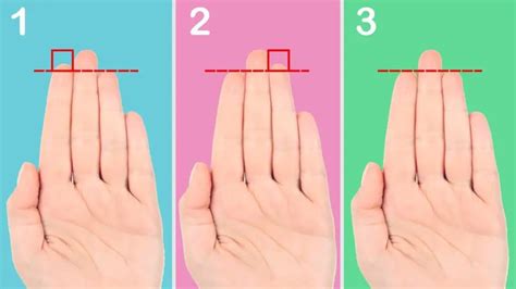 why are our fingers different lengths science facts