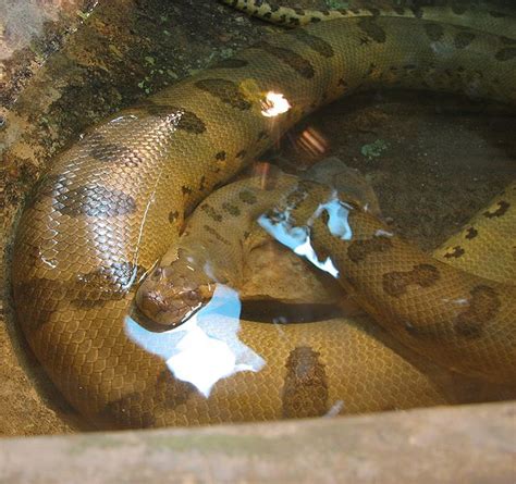 Captive Care Of The Worlds Largest Snake Keeping The Green Anaconda