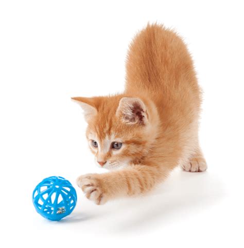 Fun Toys For The Special Cat In Your Life My 3 Little Kittens