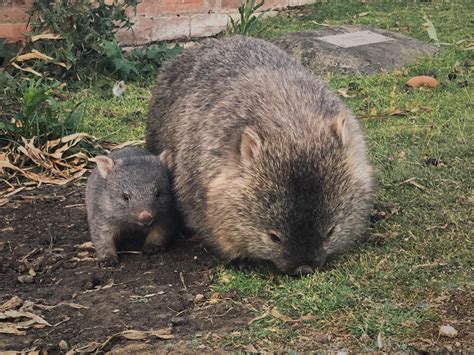 Pin By Brit Darington On Gods Pets ☝ Baby Wombat Wombat Wombat