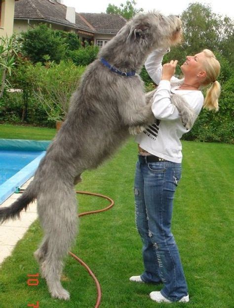 The Tallest One The Gentle Giant The Irish Wolfhound Irish