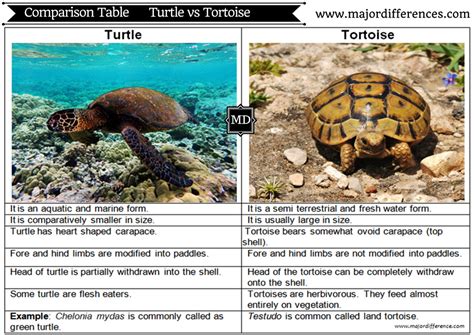 How Is Turtle Different From Tortoise See The Difference Between