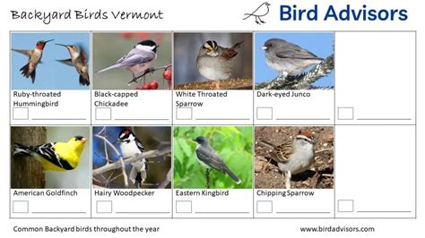 Top 31 Backyard Birds In Vermont Free Id Chart Bird Advisors
