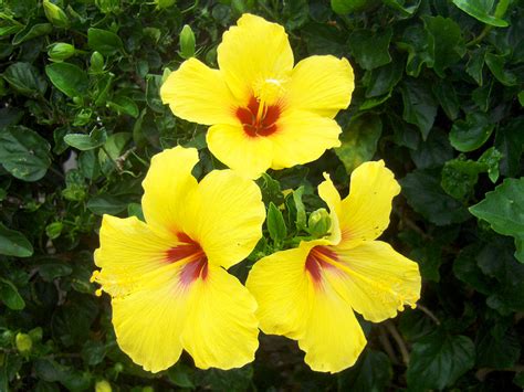 Bunga dengan nama ilmiah jasminum sambac (l.) aiton ini. DI UJUNG ISLAM: Bunga Raya - Bunga Kebangsaan Malaysia
