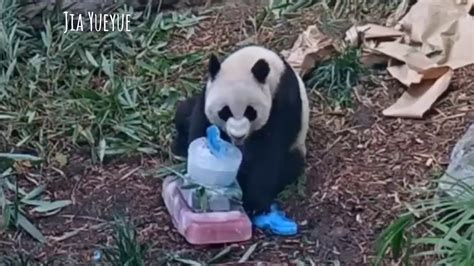 Jia Panpan And Jia Yueyue 10142018 Calgary Zoo Panda Cam Youtube