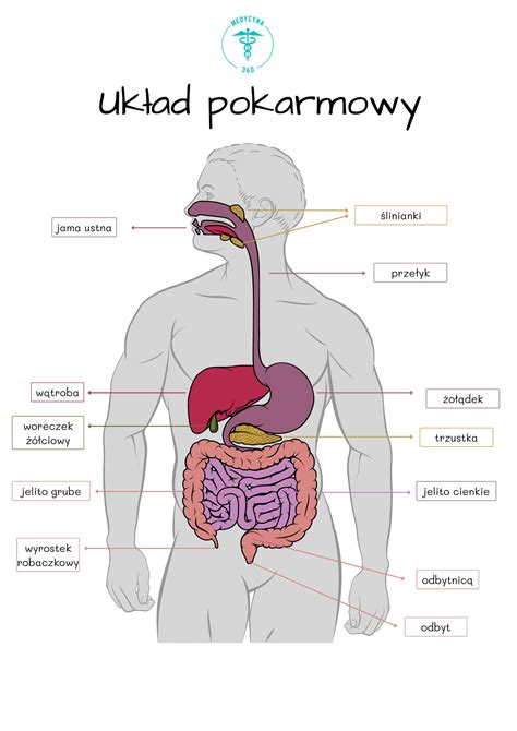 Rysunek Obraz Uklad Pokarmowy Anatomia Czlowieka Rysunek Z Opisem The