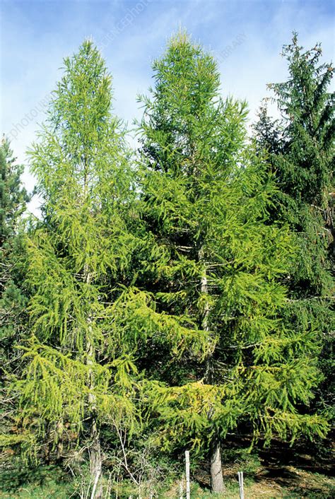 European Larch Trees Larix Decidua Stock Image B5000464