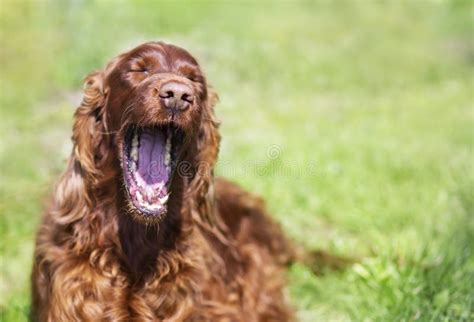 Happy Funny Laughing Dog Yawning In The Grass Stock Photo Image Of