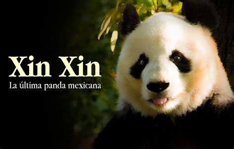 Introducir 68 Images Nombre Del Oso Panda De Chapultepec Viaterramx