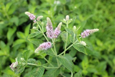 Flowering Bush Of Mint Perennial Medicinal Plant Stock Image Image