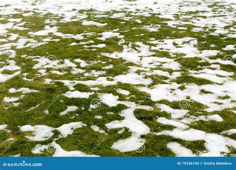 Snow On A Grass Stock Image Image Of Neat Close Macro 79246169