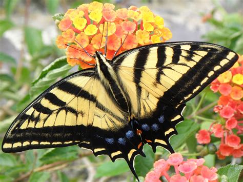Yarrow's showy blooms attract butterflies, are excellent cut for fresh or dried arrangements. What Flowers Do Swallowtail Butterflies Like / Eastern ...