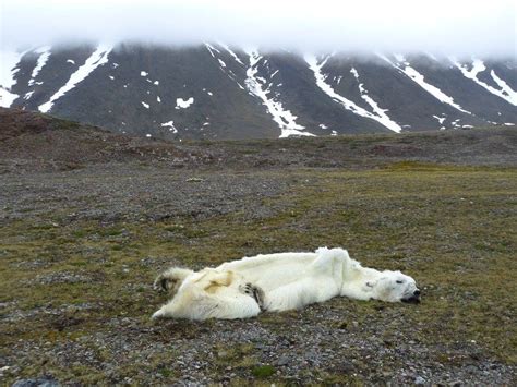 Svalbard Dead Polar Bear At Texas Bar Travel2unlimited