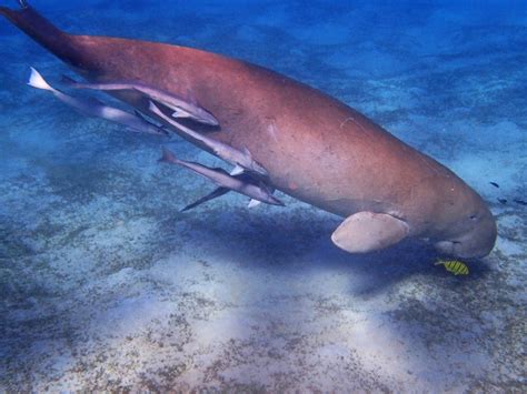 Free Images Fish Egypt Vertebrate Snorkeling Underwater World