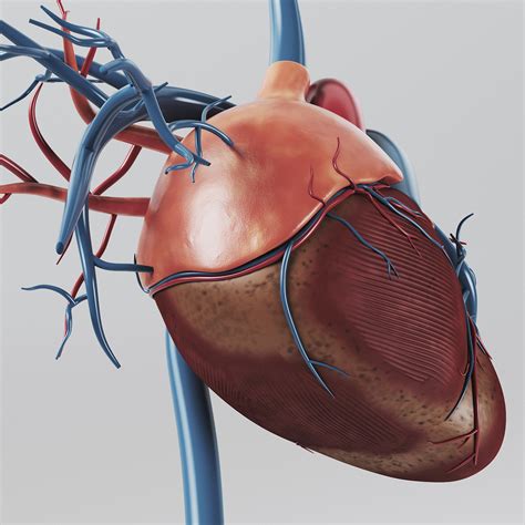 Human Heart Internal Anatomy 3d Model