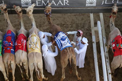 Al marmoom, madinat al qudra, dubai. Camel Racing at Dubai's Al Marmoom Heritage Festival ...
