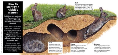 Tana Di Coniglio Rabbit Rabbit Burrow Rabbit Facts