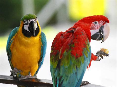 Birds Guide Parrot