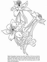 Columbine Coloring Colorado Columbines Drawings Dover Books Spring Courtesy 760px 79kb Inkspired Musings sketch template