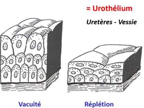 Urothelium De Vessie Ue Histologie Embryologie Tutorat Associatif