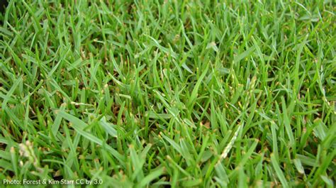 Bare Patches In Zoysiagrass Lawn Melinda Myers