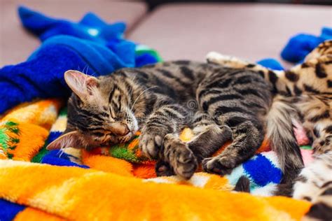 Cute Bengal Kitten Laying On The Couch On The Blue Blanket Stock Photo