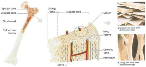Osseous Tissue And Bone Structure