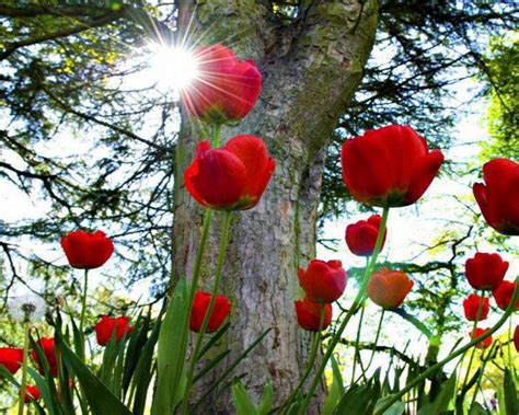 Beautiful Picture Desktop Background Widescreen Red Tulip