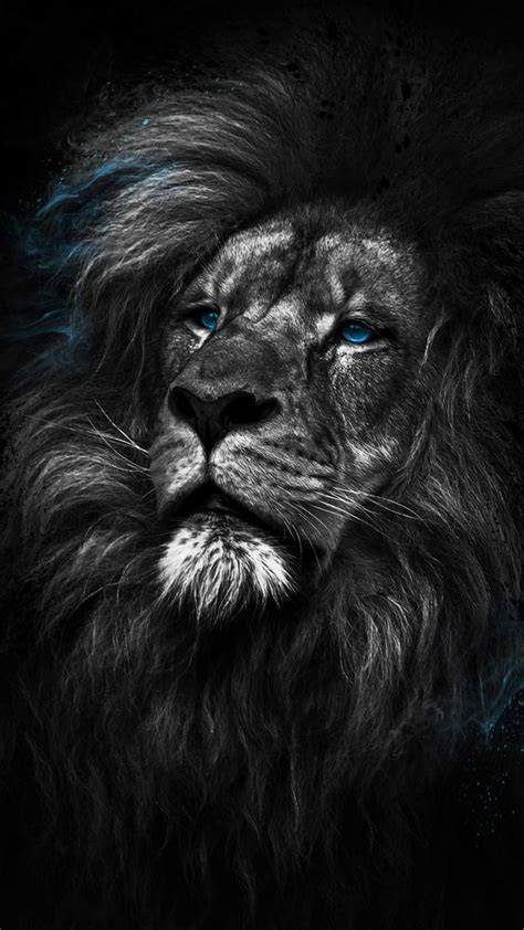 Lion With Blue Eyes Black And White Wallpaper Icerem
