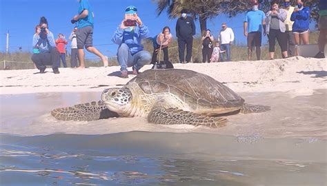 Nearly 200 Pound Green Sea Turtle Released With Satellite Tracking Tag