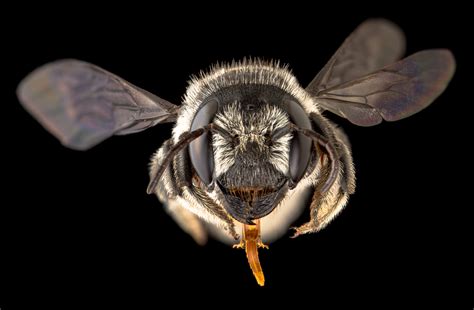 A Photographic Guide To Australias Bees Australian Geographic