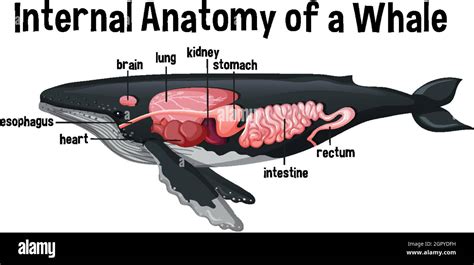 Internal Anatomy Of A Whale With Label Stock Vector Image And Art Alamy