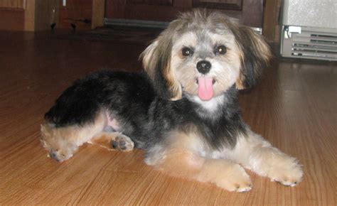 Maltese And Yorkshire Terrier Morkie This Guy Looks Just Like My