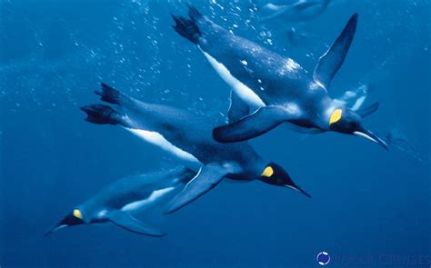 Filepenguins Diving Wikimedia Commons