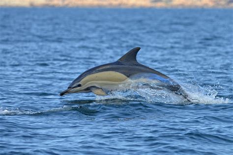 Delphinusdelphis