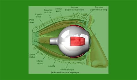 Download Stl File 3d Model Replica Of A Human Eye Anatomy 3d Printer