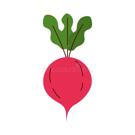 Radish Vegetable Icon Vector Design Stock Vector Illustration Of