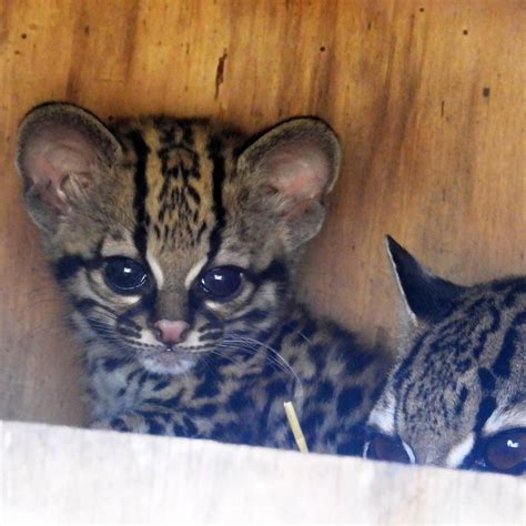 Margay Kitten Born Zooborns Amoonews